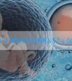 男性精子畸形率略高与女性卵巢早衰，美国试管获得龙凤胎