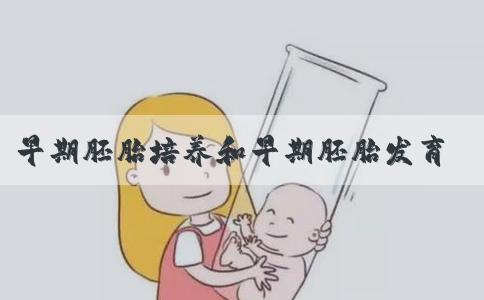 早期胚胎培养和早期胚胎发育的区别是什么？