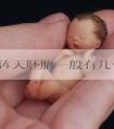 培养第4天胚胎一般有几个细胞组成？