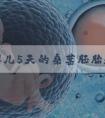 试管婴儿5天的桑葚胚胎和一级鲜胚哪个更好成功率更高？