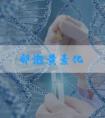 卵泡黄素化