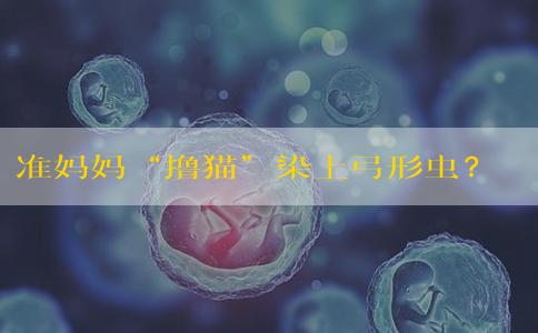 准妈妈“撸猫”染上弓形虫? 这几件事一定要注意……